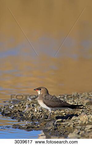Stock Photo - Collared Pratincole (Glareola pratincola) standing at waters edge, side view . Fotosearch