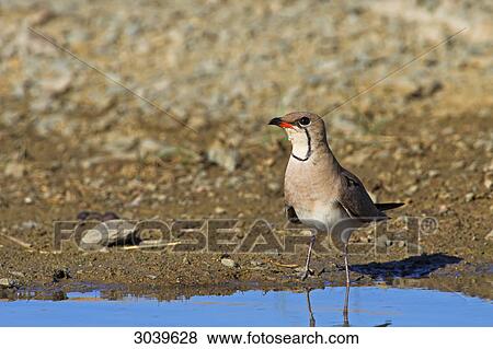 Stock Photo - Collared Pratincole (Glareola pratincola) standing at waters edge . Fotosearch