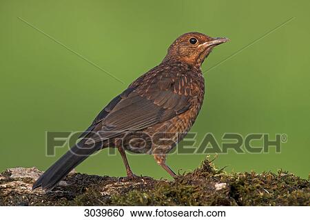 Common Blackbird (Turdus merula) sitting on moss bed, side view View Large Photo Image Stock Image - Common Blackbird (Turdus merula) sitting on moss bed, side view . Fotosearch