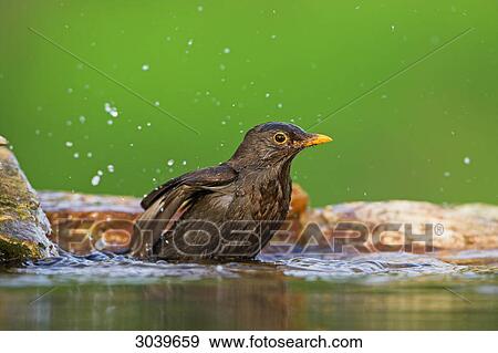 Common Blackbird (Turdus merula) swashing in watering place, side view View Large Photo Image Stock Photo - Common Blackbird (Turdus merula) swashing in watering place, side view . Fotosearch