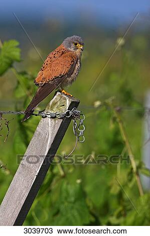 Common Kestrel (Falco tinnunculus) sitting on slant fencepost, side view View Large Photo Image Stock Image - Common Kestrel (Falco tinnunculus) sitting on slant fencepost, side view . Fotosearch
