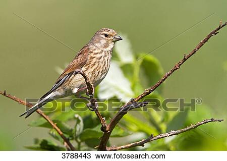 Common Linnet (Carduelis cannabina) perching on branch View Large Photo Image Stock Image - Common Linnet (Carduelis cannabina) perching on branch . Fotosearch