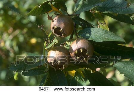 Stock Image - Common Medlar (Mespilus germanica) growing on branch . Fotosearch