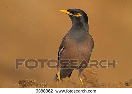 Stock Image - Common Myna (Acridotheres tristis) . Fotosearch