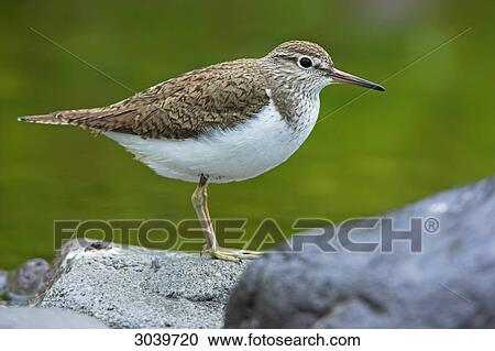 Stock Image - Common Sandpiper (Actitis hypoleucos) standing on stone at the waterfront, side view . Fotosearch