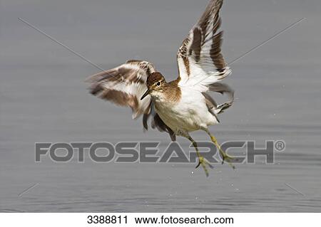 Common Sandpiper (Actitis hypoleucos) landing on the water View Large Photo Image Stock Image - Common Sandpiper (Actitis hypoleucos) landing on the water . Fotosearch