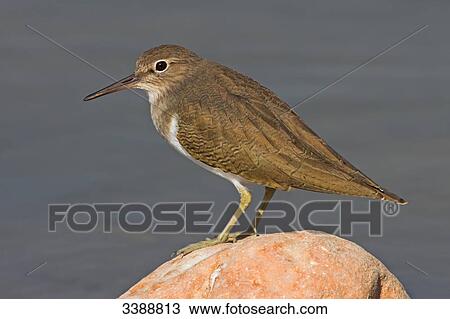 Stock Image - Common Sandpiper (Actitis hypoleucos) sitting on a stone, side view . Fotosearch