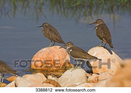 Common Sandpipers (Actitis hypoleucos) sitting on stones at a waterfront, side view  View Large Photo Image Stock Image - Common Sandpipers (Actitis hypoleucos) sitting on stones at a waterfront, side view . Fotosearch
