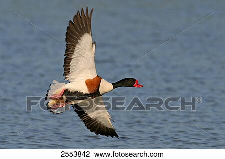Common Shelduck (Tadorna tadorna) in flight View Large Photo Image Stock Image - Common Shelduck (Tadorna tadorna) in flight . Fotosearch