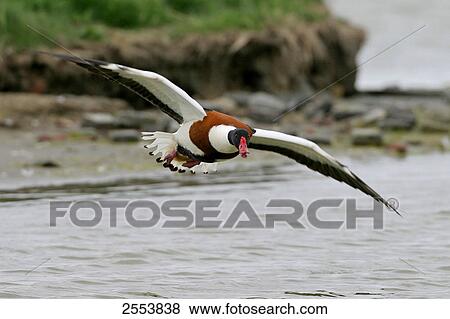 Common Shelduck (Tadorna tadorna) in flight View Large Photo Image Stock Photo - Common Shelduck (Tadorna tadorna) in flight . Fotosearch