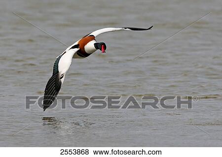 Common Shelduck (Tadorna tadorna) in flight View Large Photo Image Stock Photo - Common Shelduck (Tadorna tadorna) in flight . Fotosearch