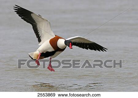 Stock Photo - Common Shelduck (Tadorna tadorna) flying over water . Fotosearch