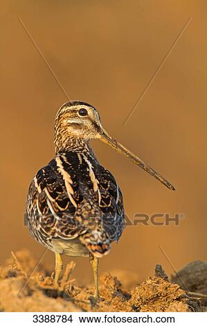Common Snipe (Gallinago gallinago), rear view View Large Photo Image Picture - Common Snipe (Gallinago gallinago), rear view . Fotosearch
