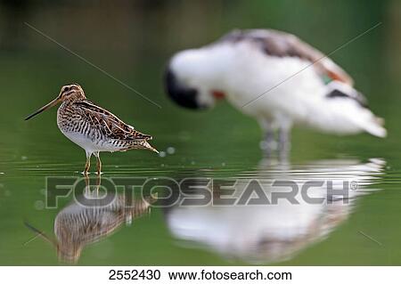 Common Snipe (Gallinago gallinago) standing in water View Large Photo Image Stock Image - Common Snipe (Gallinago gallinago) standing in water . Fotosearch