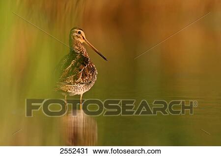 Common Snipe (Gallinago gallinago) standing in water View Large Photo Image Stock Image - Common Snipe (Gallinago gallinago) standing in water . Fotosearch