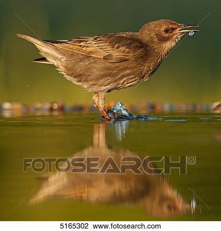 Common Starling, Sturnus vulgaris View Large Photo Image Stock Image - Common Starling, Sturnus vulgaris . Fotosearch