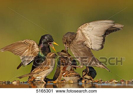 Common Starlings, Sturnus vulgaris View Large Photo Image Stock Image - Common Starlings, Sturnus vulgaris . Fotosearch