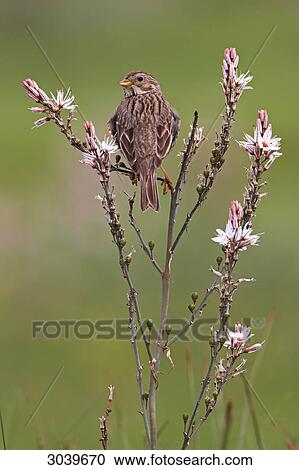 Corn Bunting (Emberiza calandra) sitting on shrub, rear view View Large Photo Image Stock Image - Corn Bunting (Emberiza calandra) sitting on shrub, rear view . Fotosearch