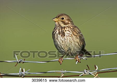 Corn Bunting (Miliaria calandra) sitting on barbed wire, close-up View Large Photo Image Stock Photography - Corn Bunting (Miliaria calandra) sitting on barbed wire, close-up . Fotosearch