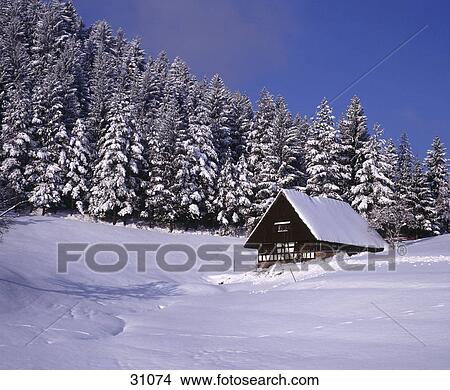 Picture - Country house with coniferous trees on snow covered landscape . Fotosearch