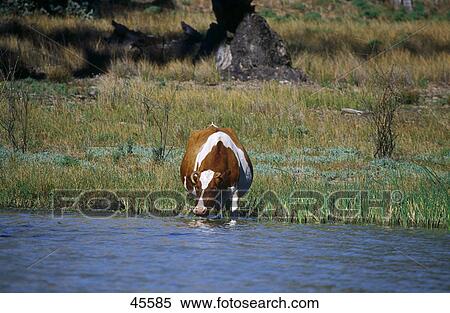 Stock Photography - Cow drinking water from lake, New South Wales, Australia . Fotosearch