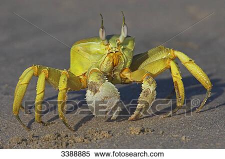 Stock Photography - Crab on a beach close-up . Fotosearch