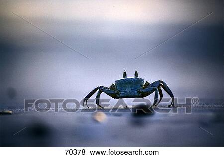 Crab on beach View Large Photo Image Stock Photo - Crab on beach . Fotosearch