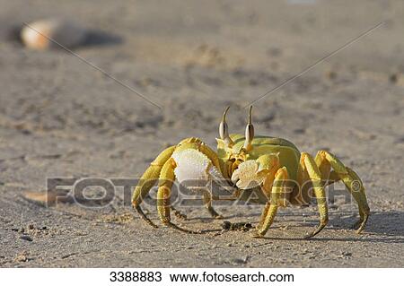Crab on the beach, close-up View Large Photo Image Stock Image - Crab on the beach, close-up . Fotosearch