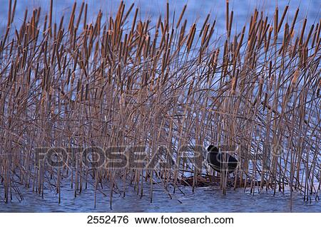 Crane between reed in lake View Large Photo Image Stock Photograph - Crane between reed in lake . Fotosearch