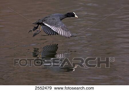 Stock Photo - Crane flying over lake . Fotosearch