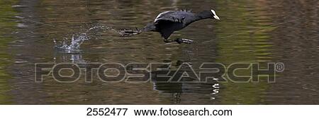Crane jumping in water View Large Photo Image Stock Photo - Crane jumping in water . Fotosearch