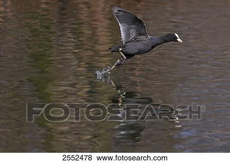Crane jumping in water View Large Photo Image Stock Photo - Crane jumping in water . Fotosearch