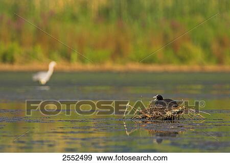 Crane on nest in lake View Large Photo Image Stock Photo - Crane on nest in lake . Fotosearch