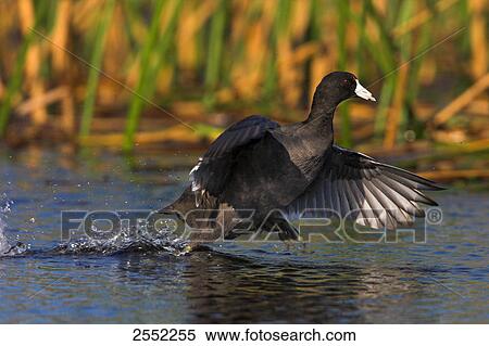 Crane spreading its wings in lake View Large Photo Image Stock Photography - Crane spreading its wings in lake . Fotosearch