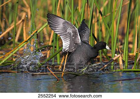 Crane spreading its wings in water View Large Photo Image Picture - Crane spreading its wings in water . Fotosearch