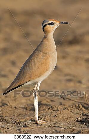 Cream-colored Courser (Cursorius cursor), side view View Large Photo Image Stock Image - Cream-colored Courser (Cursorius cursor), side view . Fotosearch