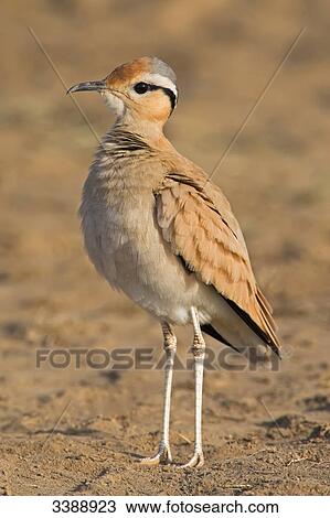 Cream-colored Courser (Cursorius cursor), close-up View Large Photo Image Stock Image - Cream-colored Courser (Cursorius cursor), close-up . Fotosearch