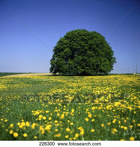 Dandelion flowers blooming in field, Germany View Large Photo Image Stock Image - Dandelion flowers blooming in field, Germany . Fotosearch