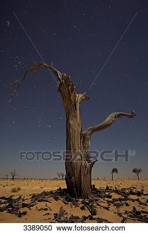 Dead bare tree in the desert View Large Photo Image Stock Image - Dead bare tree in the desert . Fotosearch