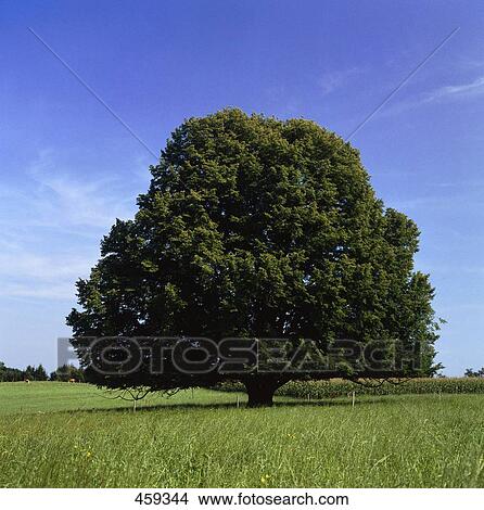 Deciduous tree in field View Large Photo Image Picture - Deciduous tree in field . Fotosearch