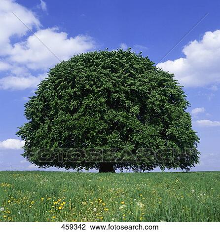 Stock Image - Deciduous tree in field . Fotosearch