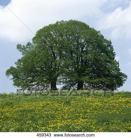 Deciduous trees in field View Large Photo Image Stock Image - Deciduous trees in field . Fotosearch