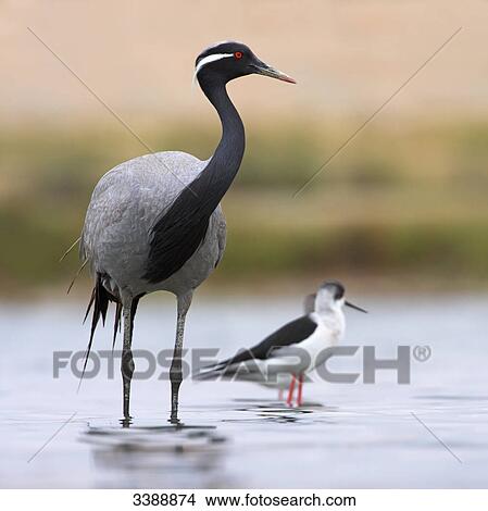 Demoiselle Crane (Anthropoides virgo) and Black-winged Stilts (Himantopus himantopus) standing in shallow water View Large Photo Image Picture - Demoiselle Crane (Anthropoides virgo) and Black-winged Stilts (Himantopus himantopus) standing in shallow water . Fotosearch