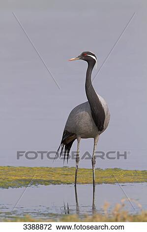 Demoiselle Crane (Anthropoides virgo) standing in shallow water, low angle view View Large Photo Image Stock Image - Demoiselle Crane (Anthropoides virgo) standing in shallow water, low angle view . Fotosearch