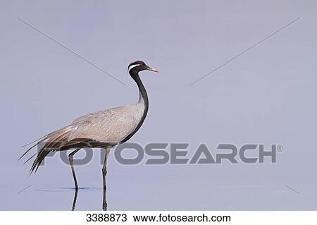 Demoiselle Crane (Anthropoides virgo) standing in shallow water, side view View Large Photo Image Stock Image - Demoiselle Crane (Anthropoides virgo) standing in shallow water, side view . Fotosearch