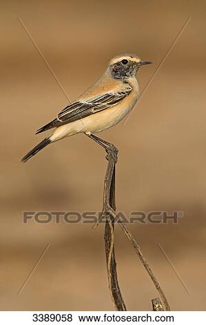 Desert Wheatear (Oenanthe deserti) sitting on a twig, side view View Large Photo Image Stock Photo - Desert Wheatear (Oenanthe deserti) sitting on a twig, side view . Fotosearch