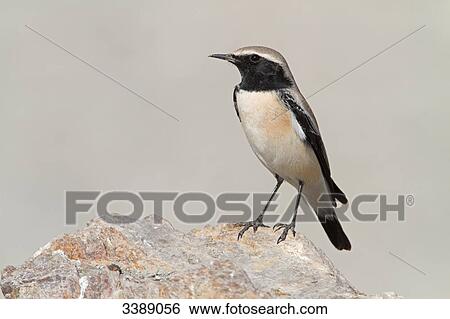 Desert Wheatear (Oenanthe deserti) sitting on a stone, close-up View Large Photo Image Stock Photograph - Desert Wheatear (Oenanthe deserti) sitting on a stone, close-up . Fotosearch