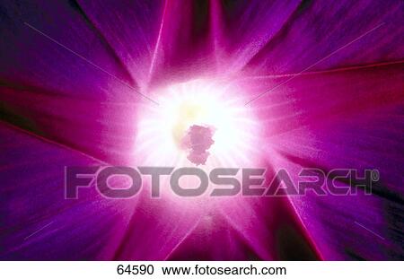 Stock Image - Detail of Morning Glory flower . Fotosearch