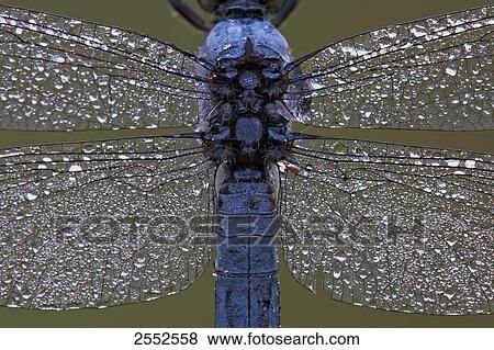 Stock Photo - Dew drops on Black-lined Skimmer's (Orthetrum cancellatum) wings . Fotosearch