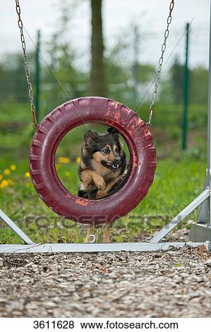 Dog on playground jumping through hoop View Large Photo Image Stock Photo - Dog on playground jumping through hoop . Fotosearch